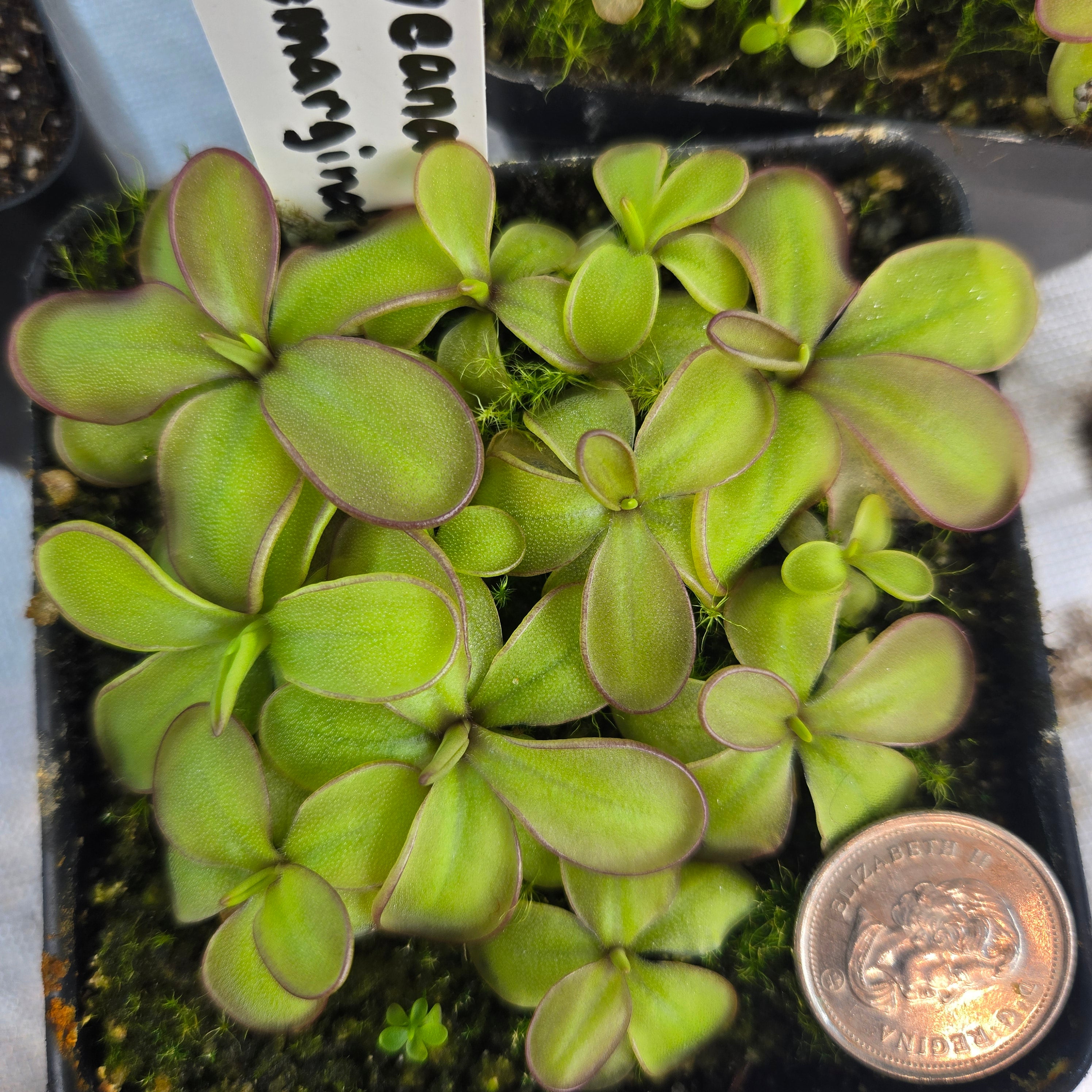 Pinguicula laueana x emarginata