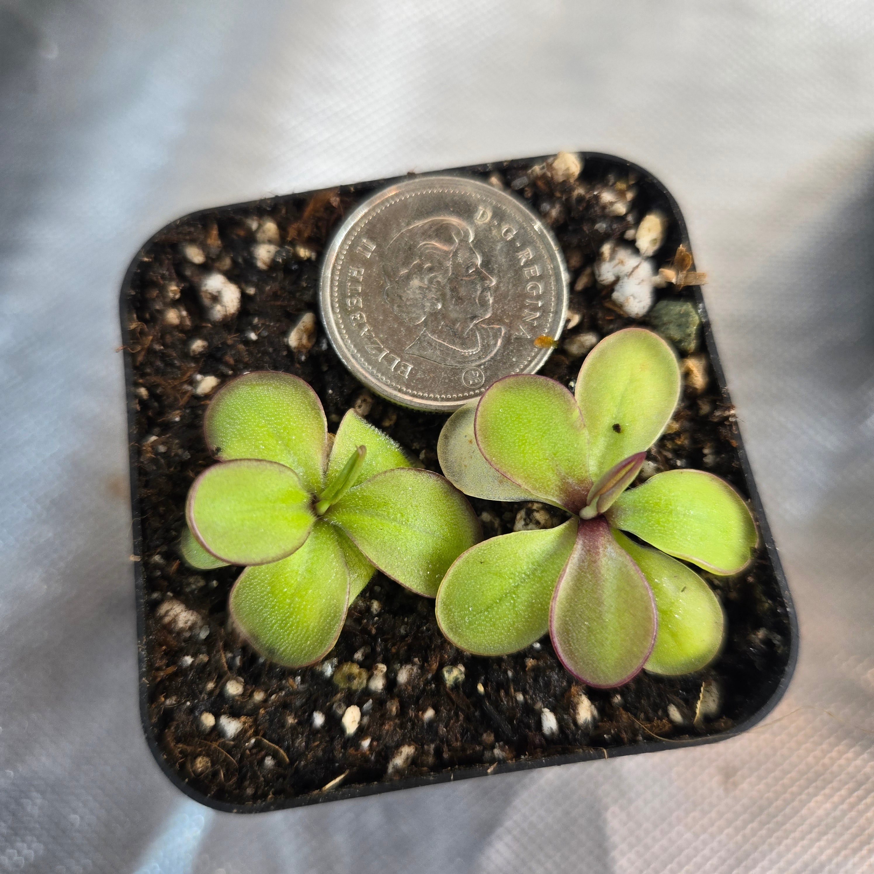 Pinguicula laueana x emarginata