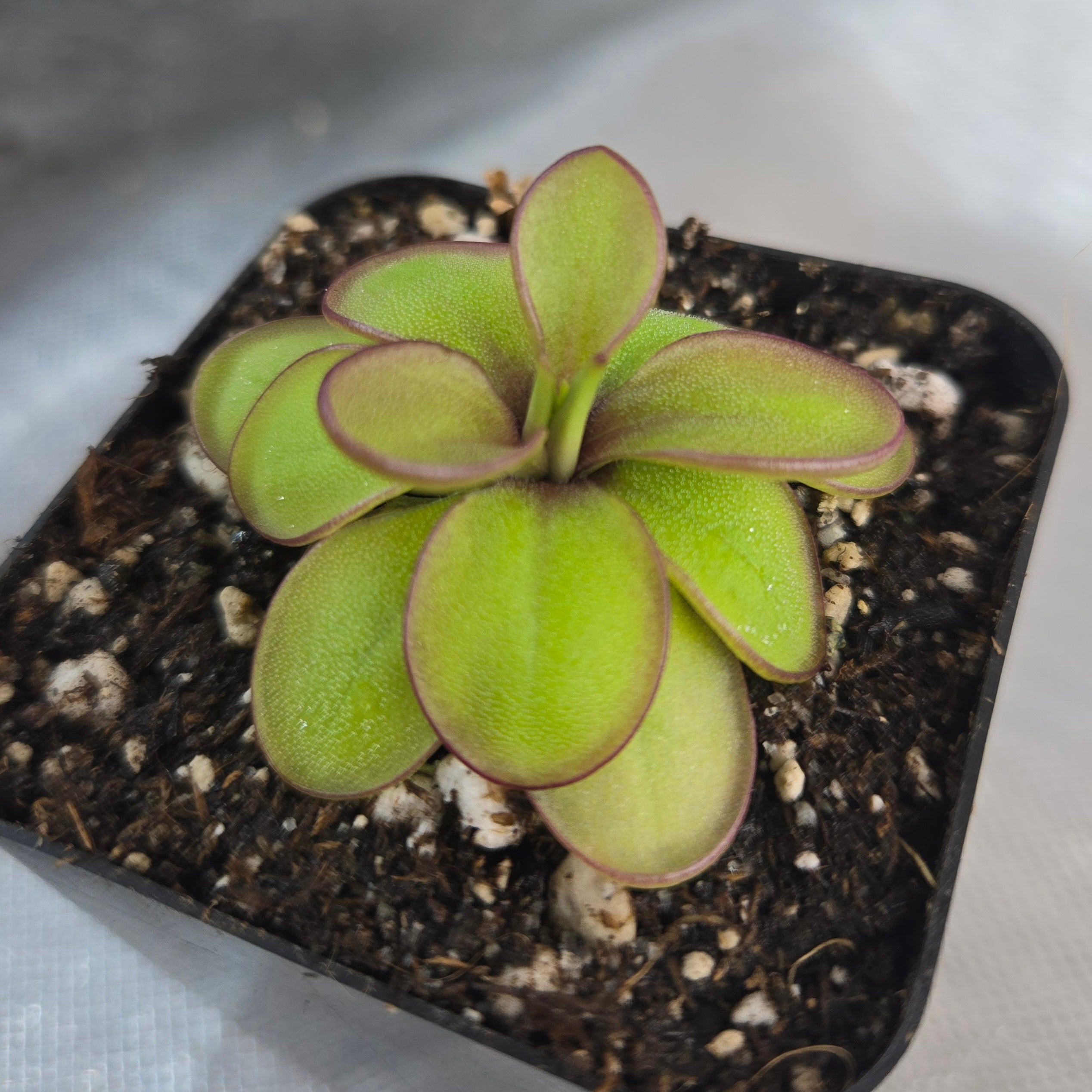 Pinguicula laueana x emarginata