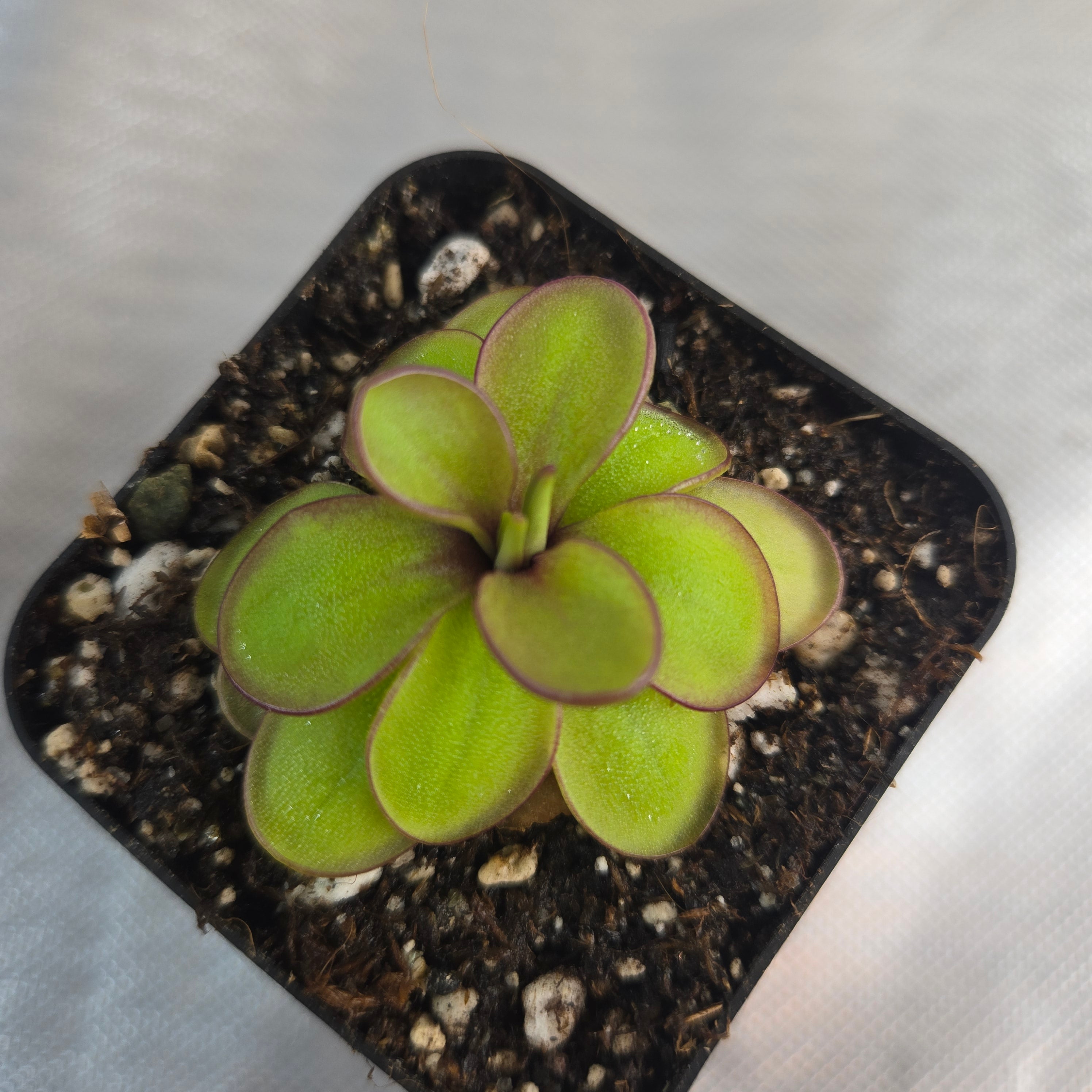 Pinguicula laueana x emarginata