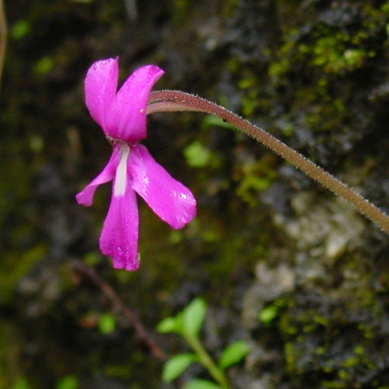 Pinguicula moranensis