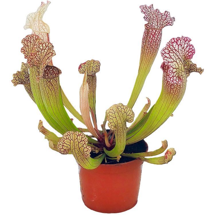 Sarracenia Velvet