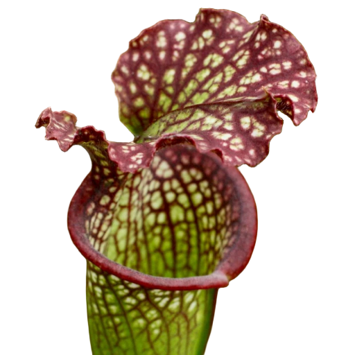 Sarracenia readii