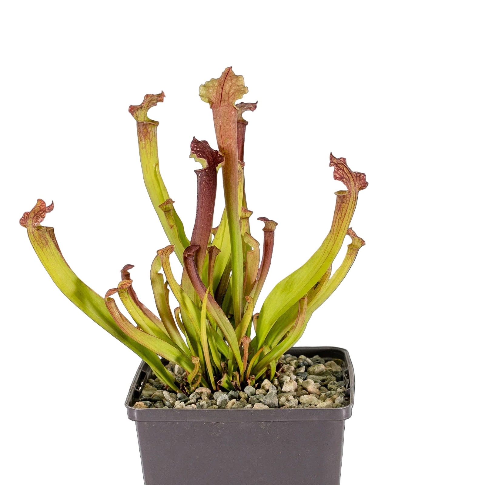 Sarracenia Farnhamii