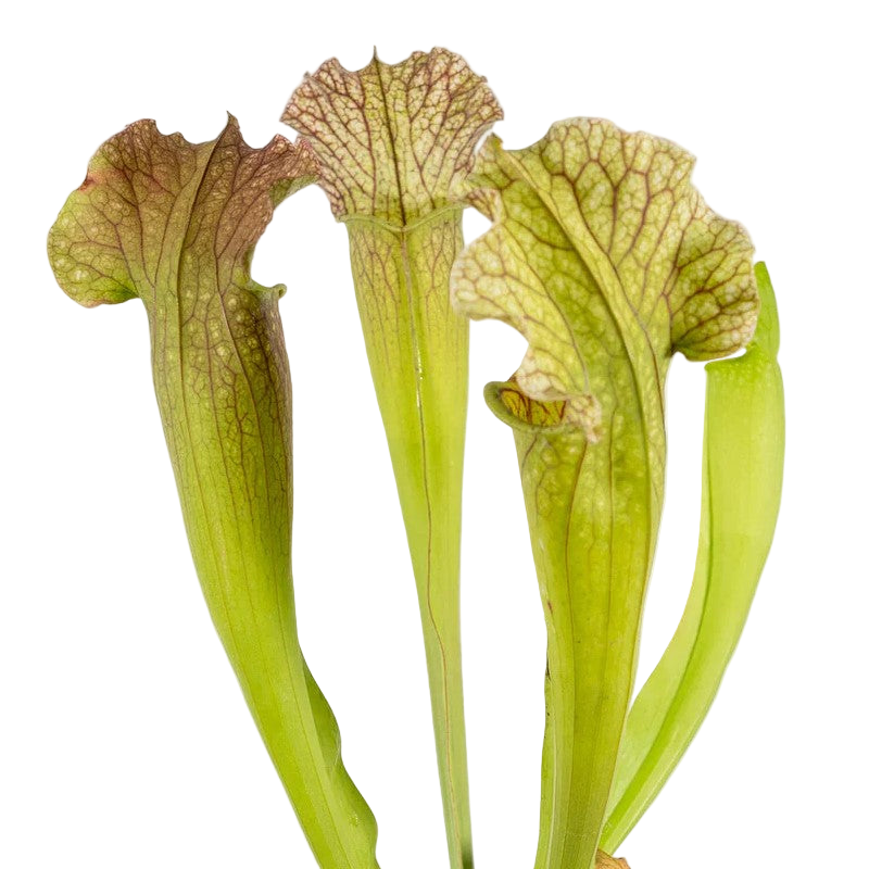 Sarracenia Velvet
