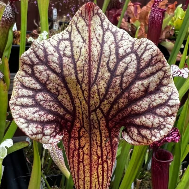 Close-up of a pitcher plant with intricate patterns and colors.