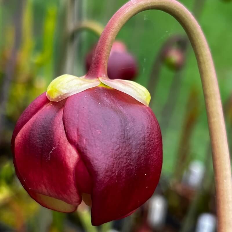 Sarracenia ahlesii