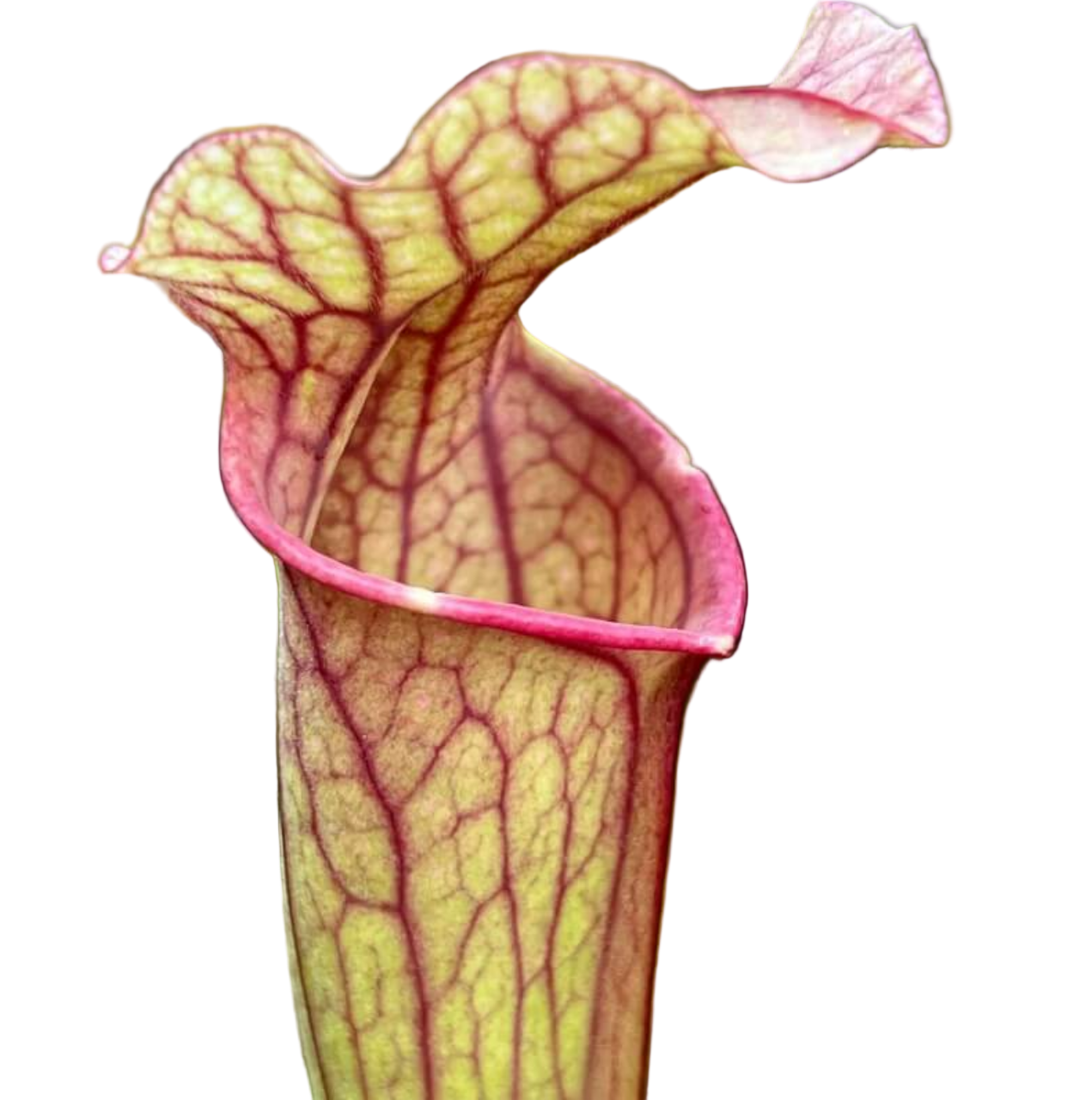 Sarracenia ahlesii