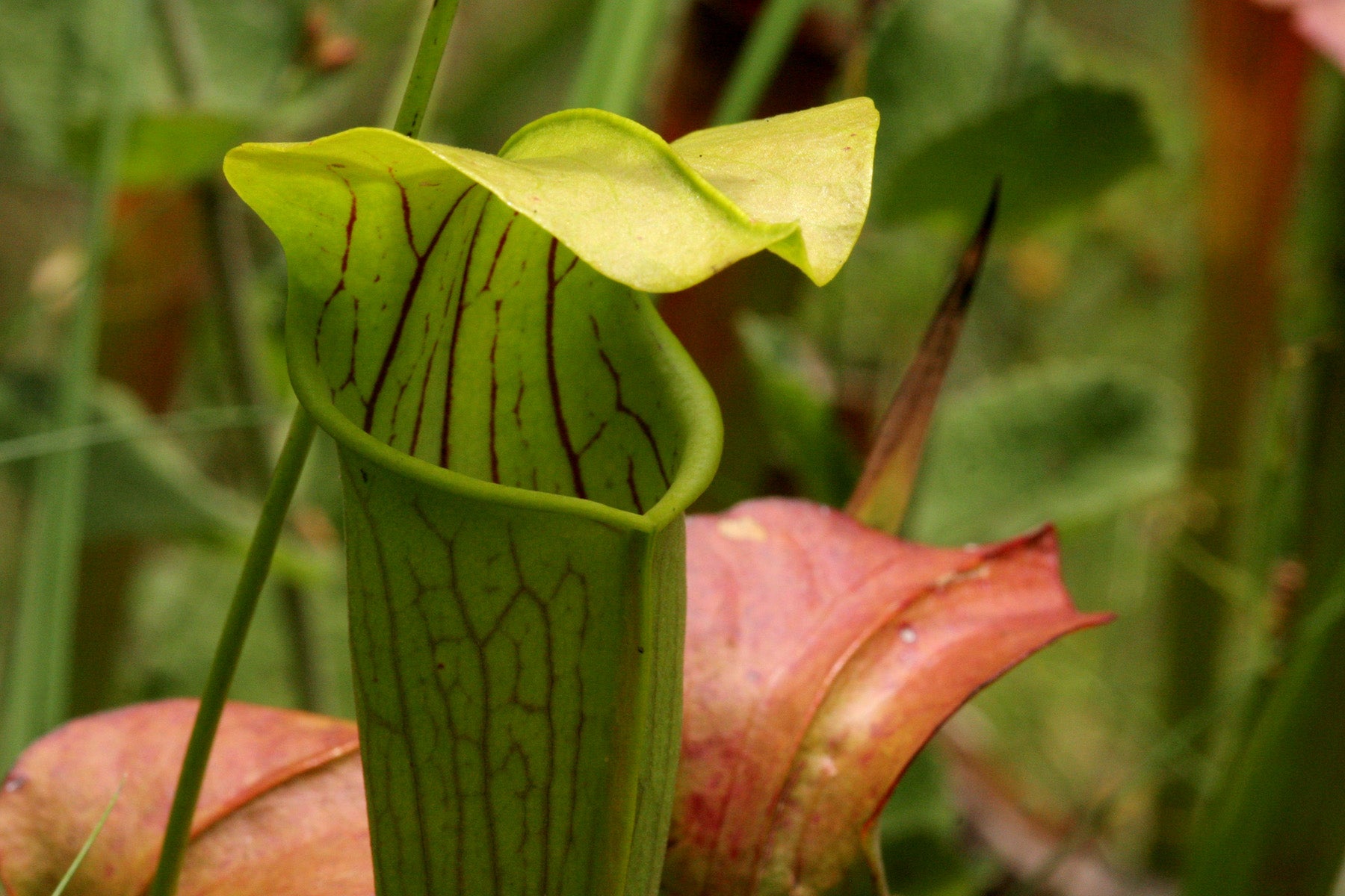 Sarracenia alata (Pale Pitcher Plant)