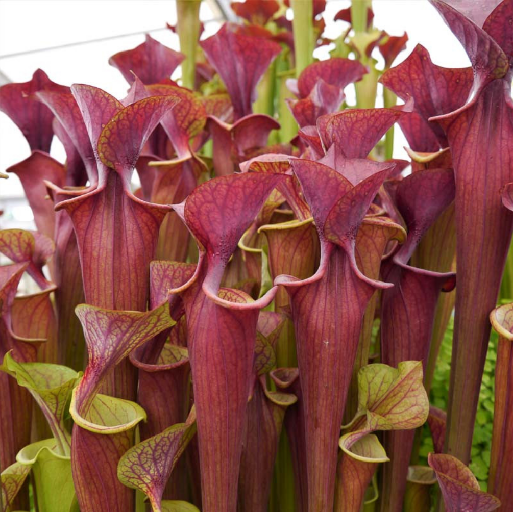 Sarracenia alata 'Red Tube' (Atropurpurea Form)