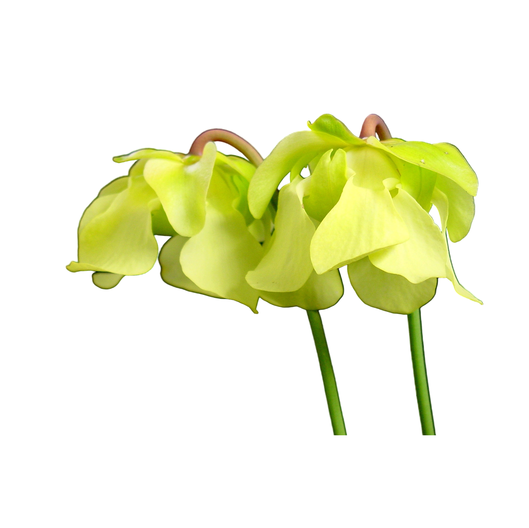 Sarracenia alata (Pale Pitcher Plant)