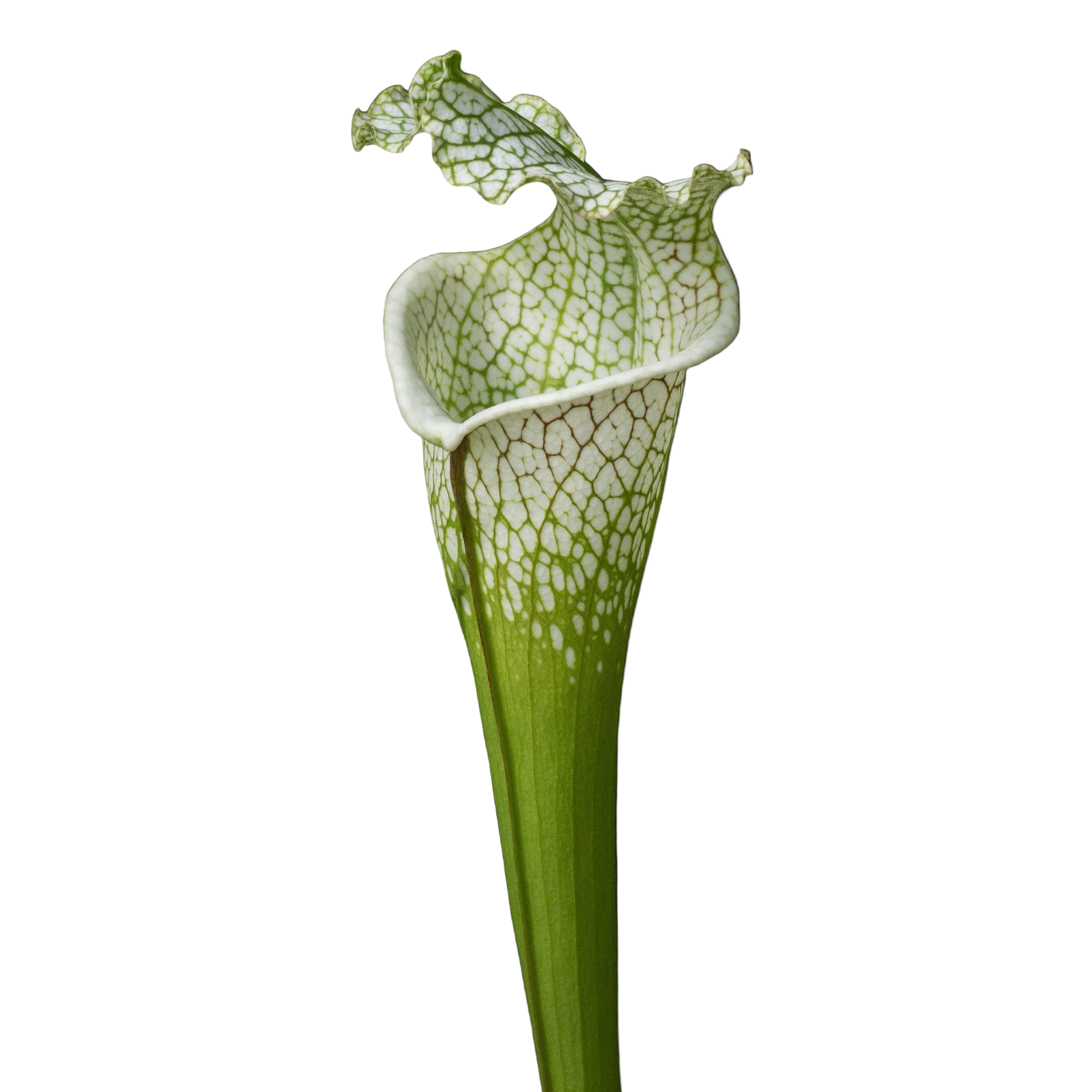 Sarracenia leaucophylla (White-Topped Pitcher Plant)