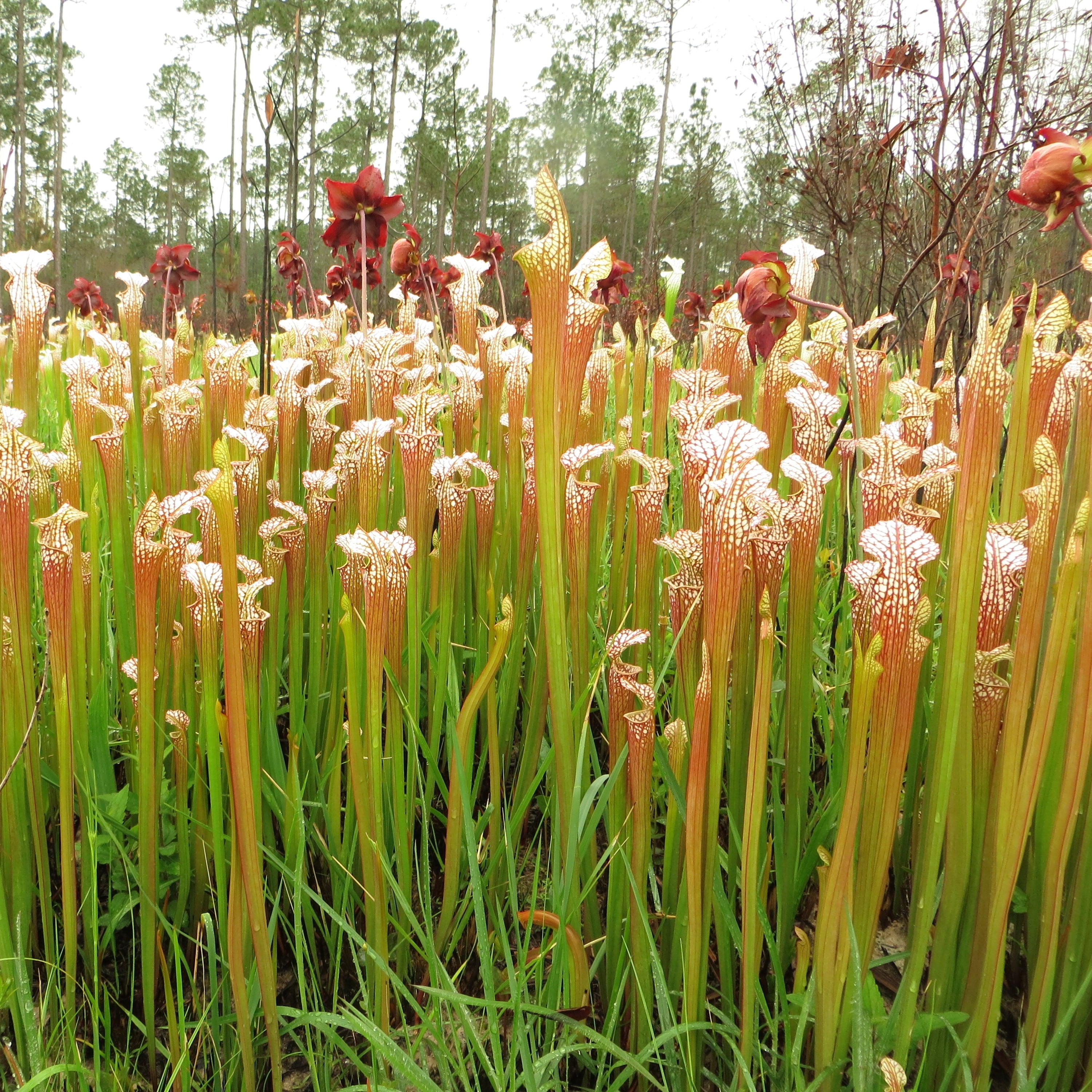 Sarracenia leaucophylla (White-Topped Pitcher Plant)