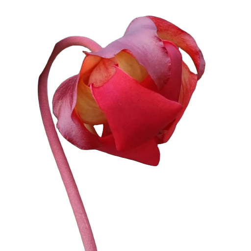 Sarracenia readii