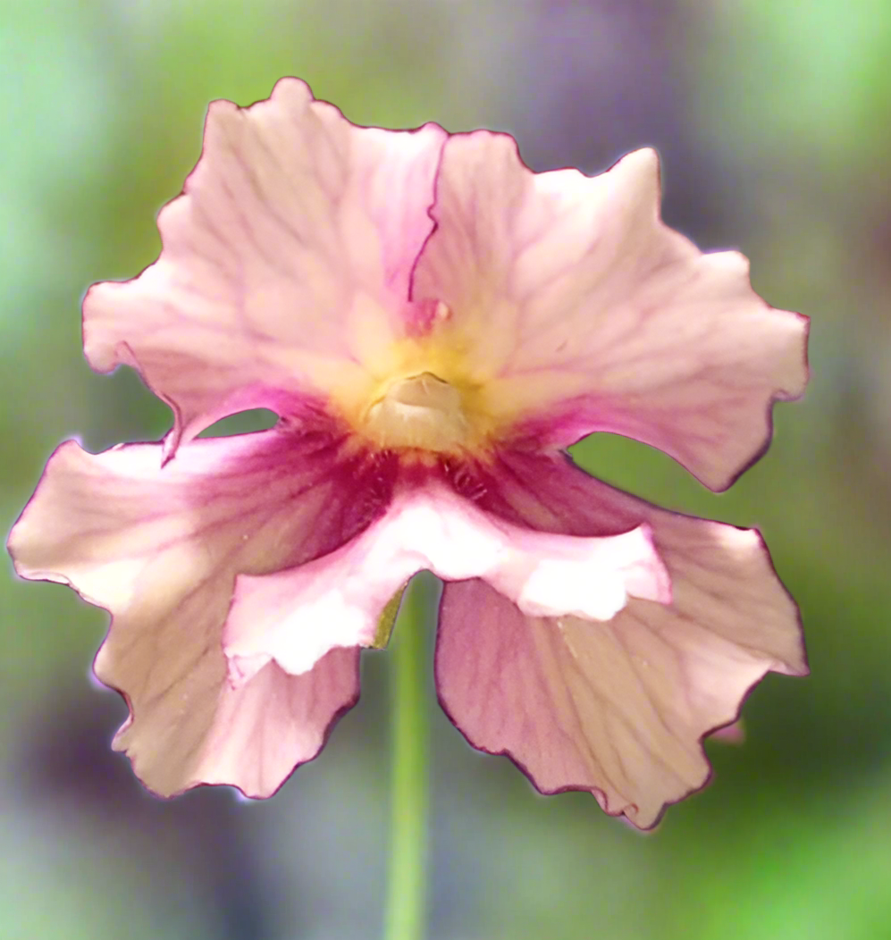 Pinguicula 'Razzberry Blonde'
