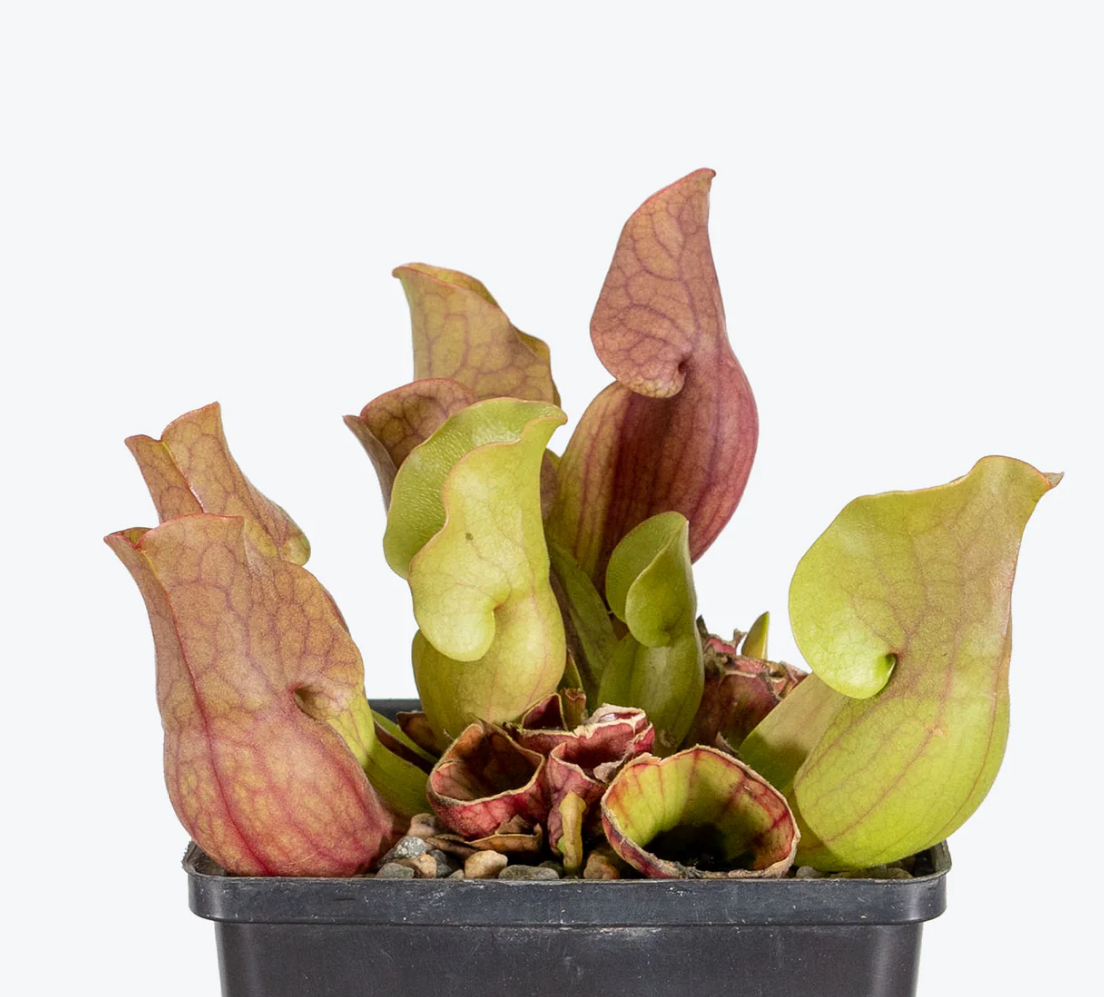 Sarracenia purpurea ssp. venosa