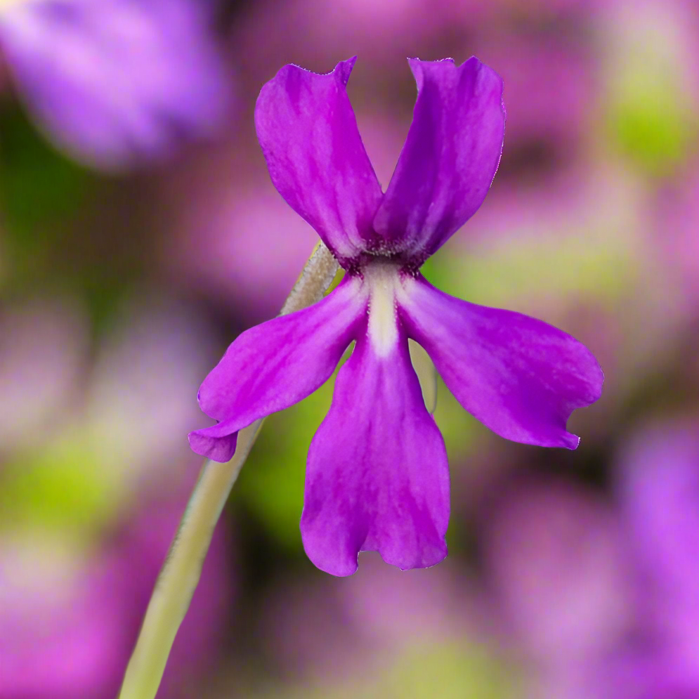 Pinguicula moranensis 'Near Huajuapan, Oaxaca, Mexico'