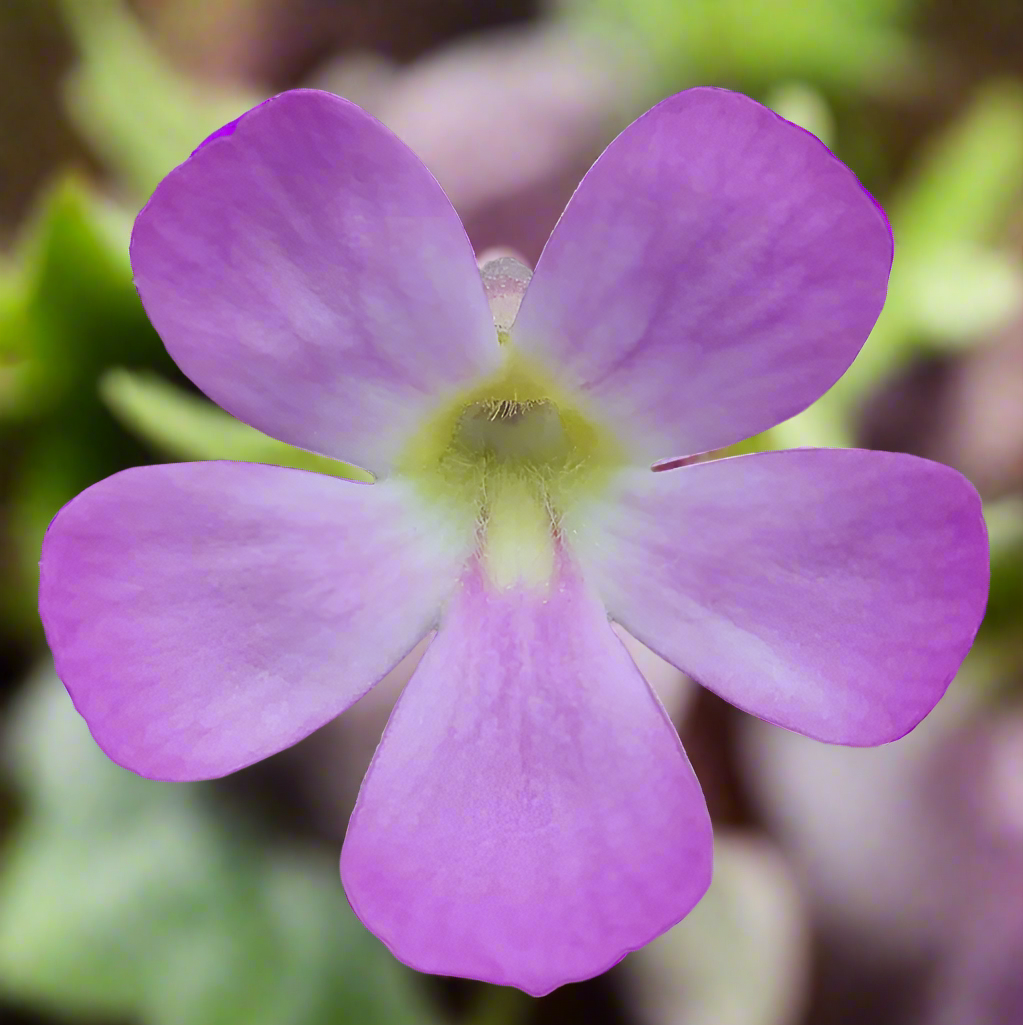 Pinguicula 'species Guatemala, 3100 meters'