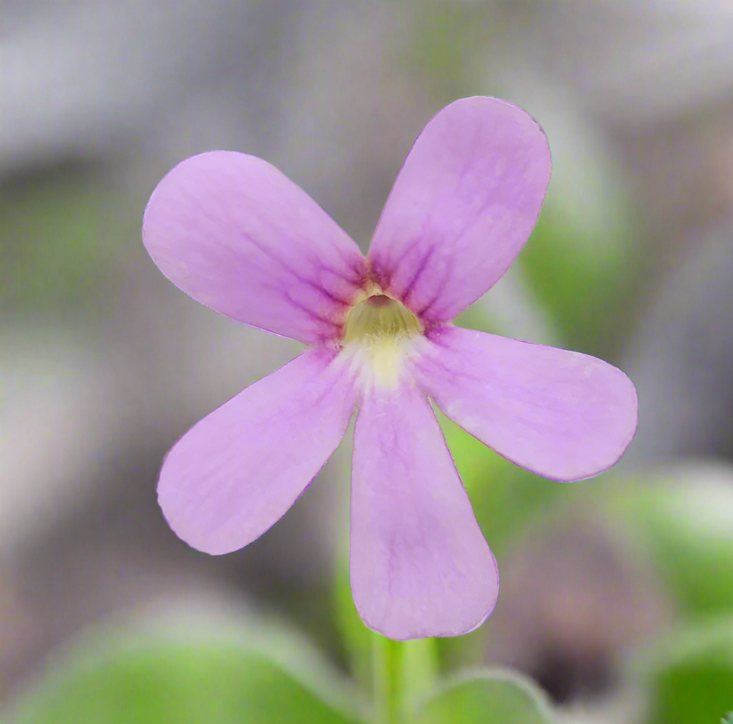 Pinguicula 'Pirouette'
