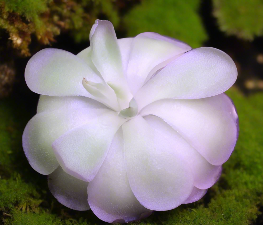 Pinguicula agnata x cyclosecta