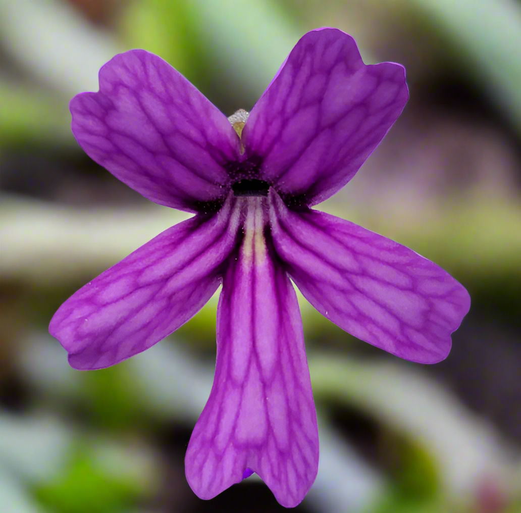 Pinguicula emarginata x hemiepiphytica
