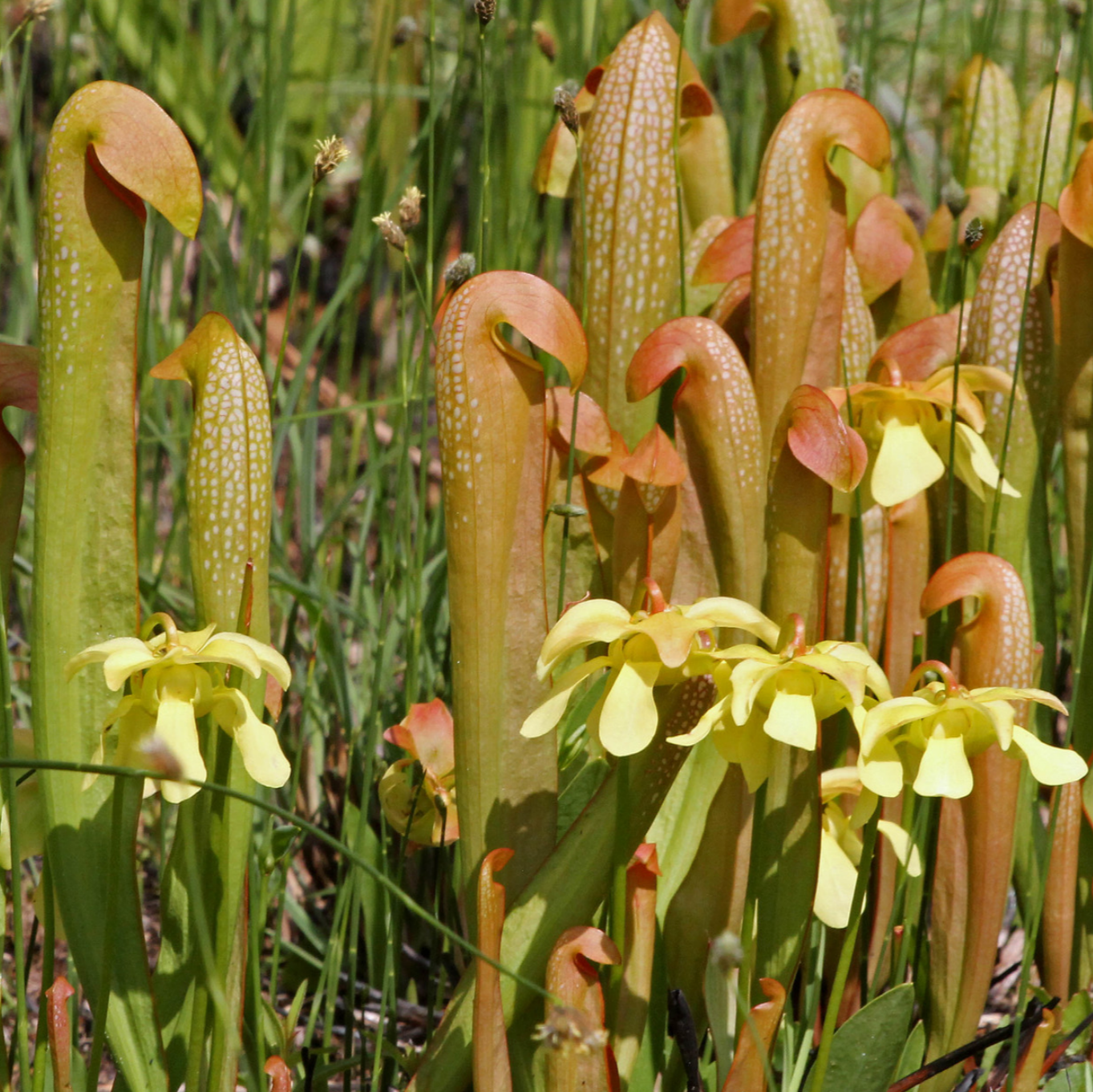 Sarracenia minor var. Okenokeensis Giant (Hooded Pitcher Plant)