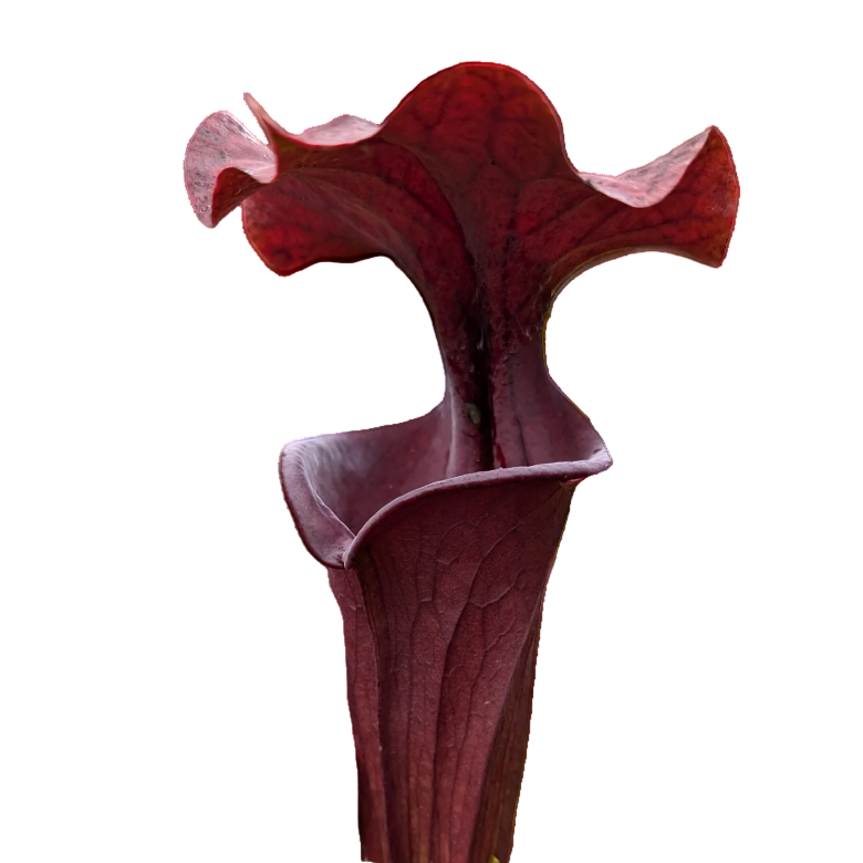 Sarracenia alata 'Red Tube' (Atropurpurea Form)