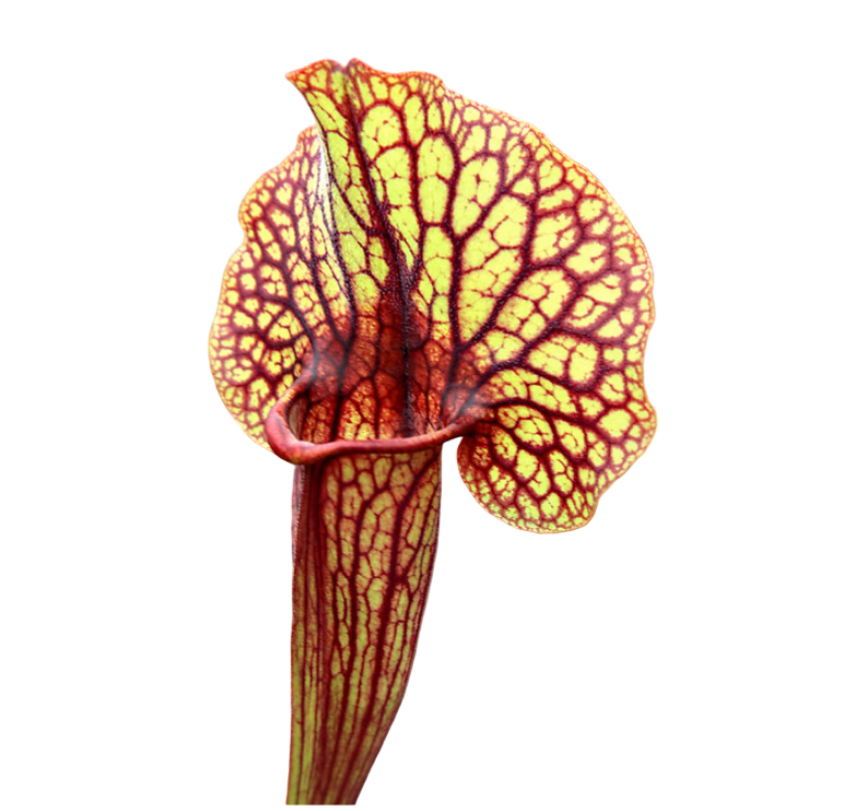 Sarracenia catesbaei