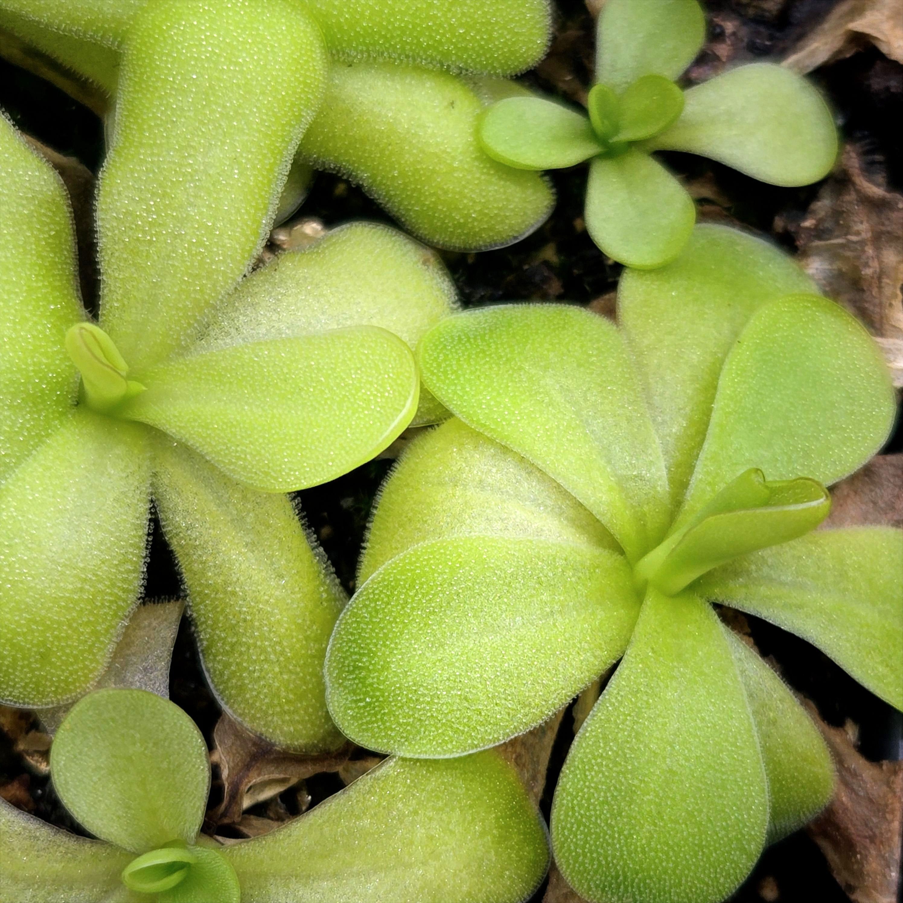 Pinguicula 'Tina'