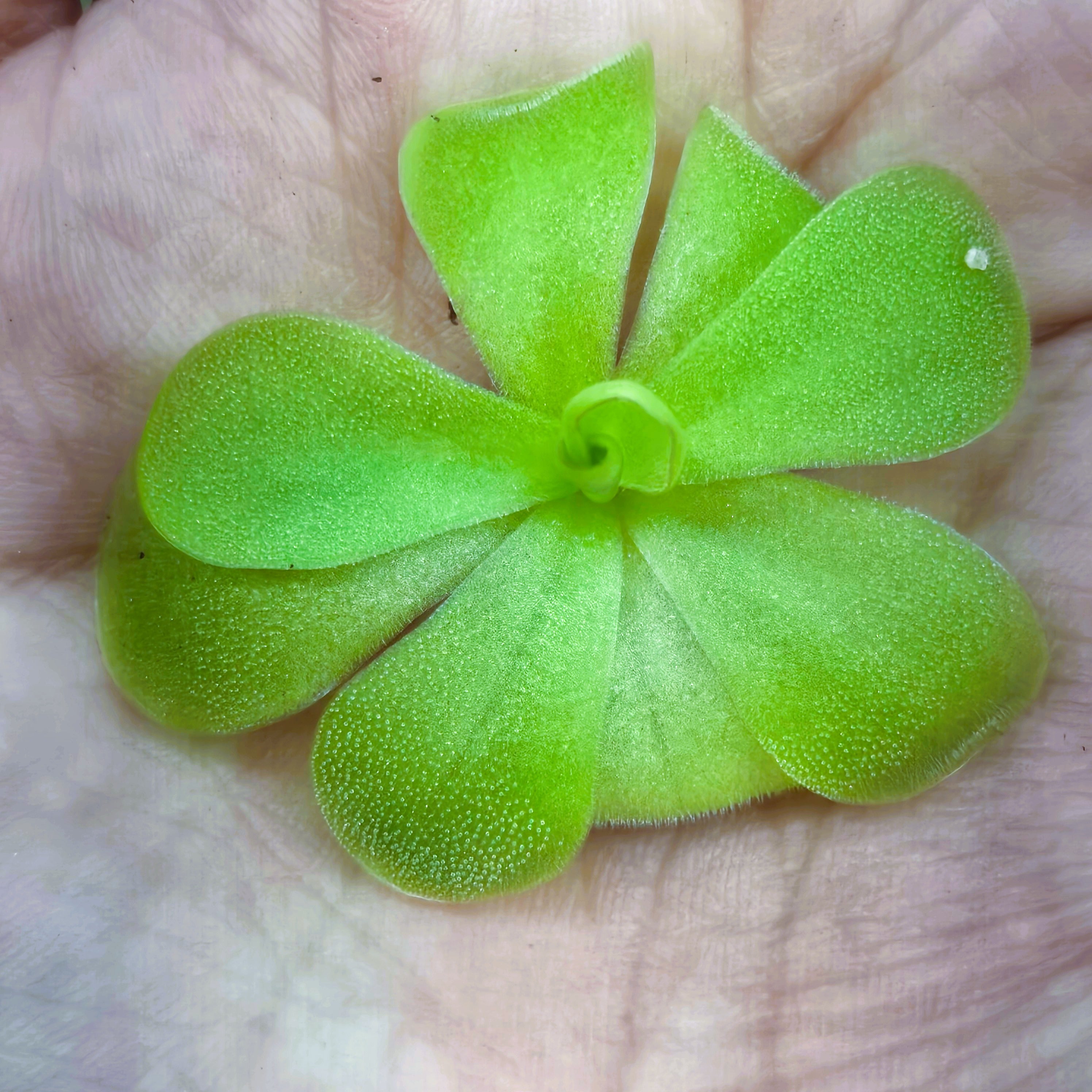Pinguicula 'Tina'