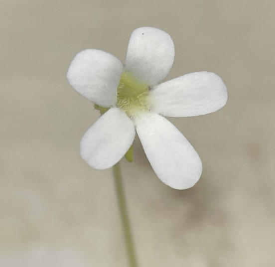 Pinguicula agnata 'El Lobo'