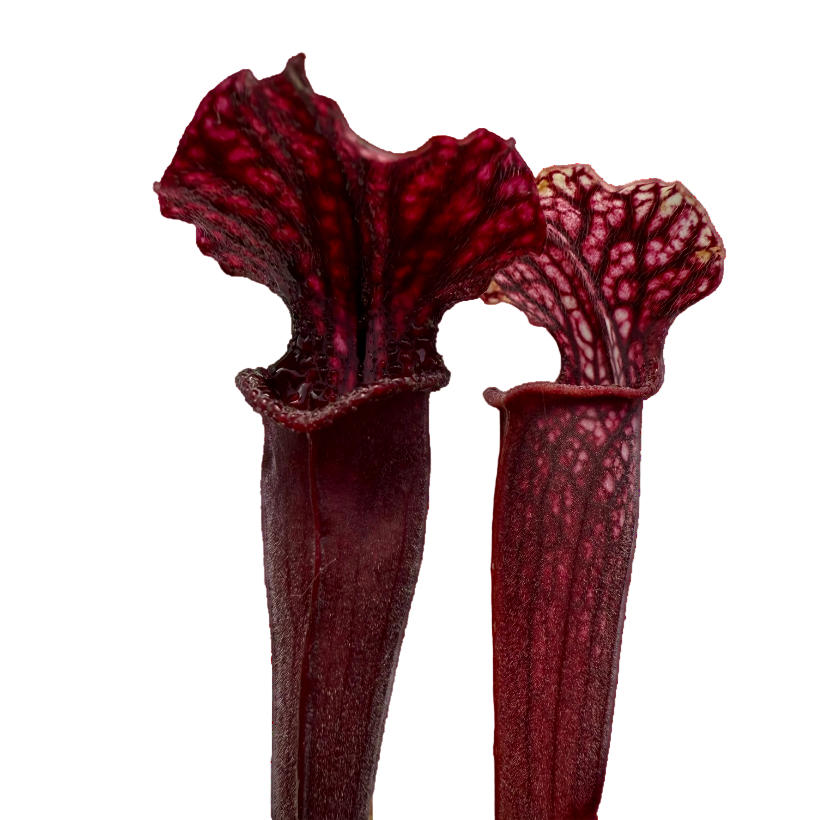 Sarracenia alata f. red throat × leucophylla
