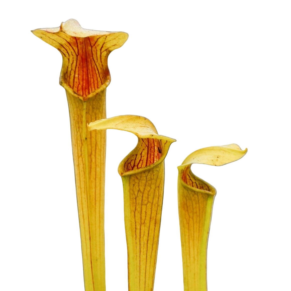 Sarracenia alata (Pale Pitcher Plant)