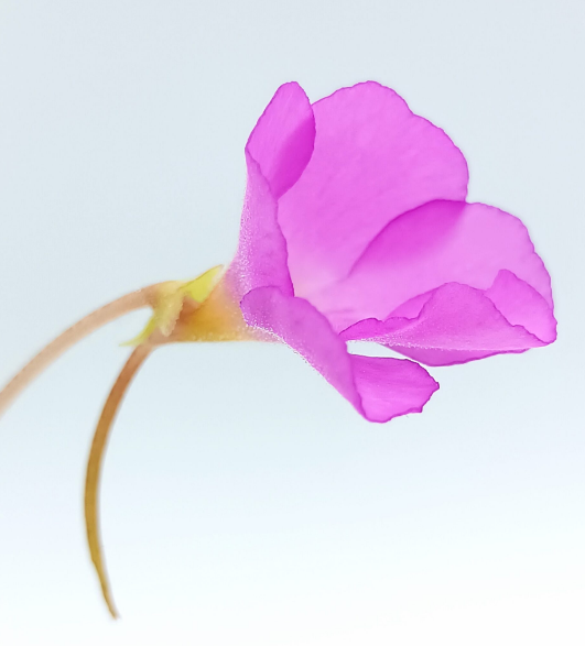 Pinguicula 'Apasionada'