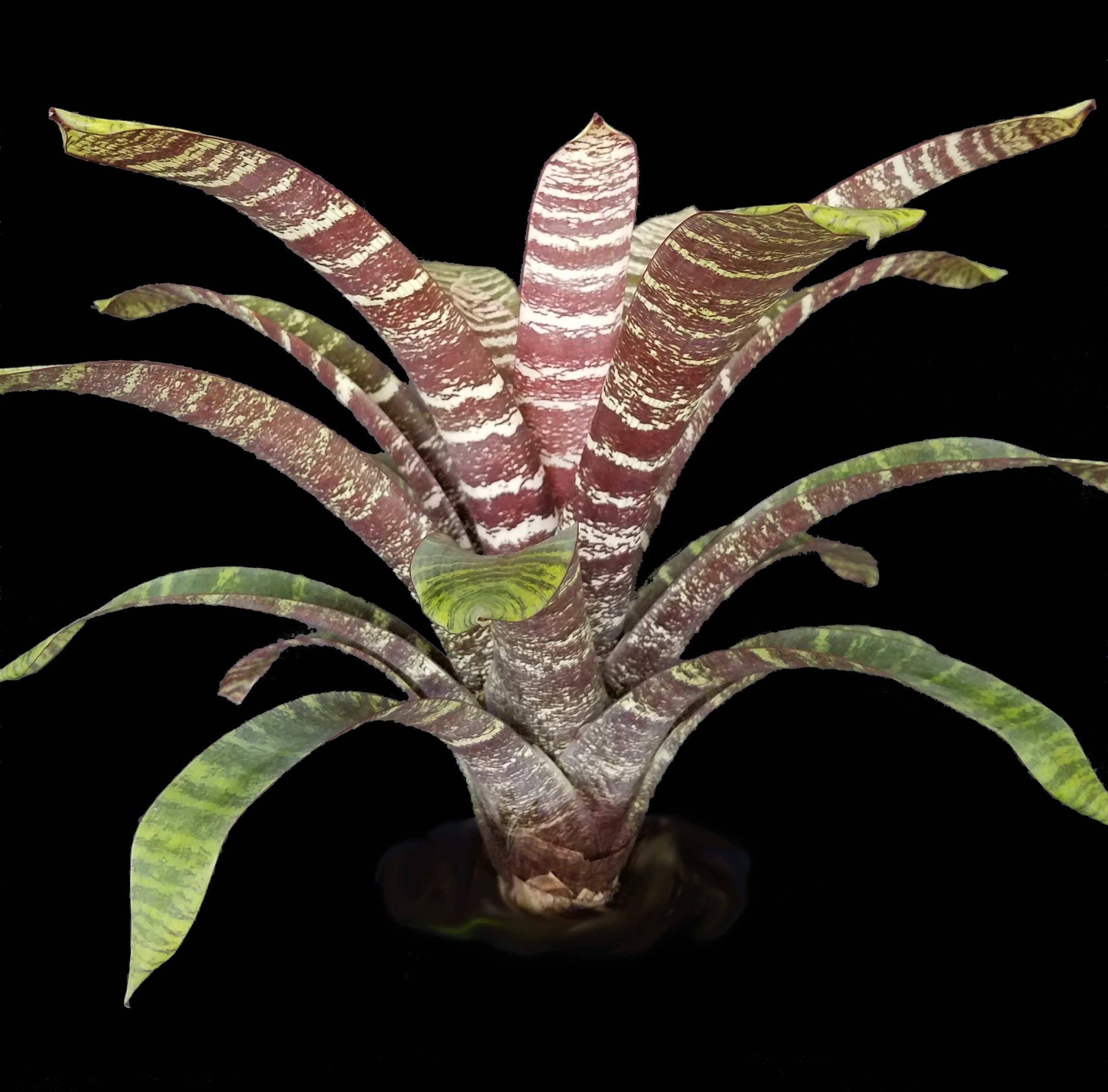 Vriesea fosteriana ‘Red Chestnut’