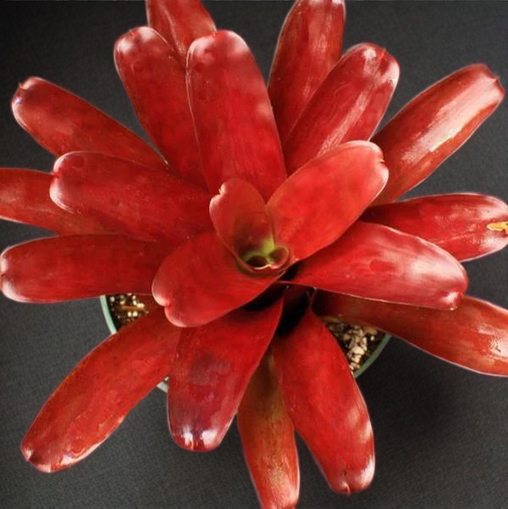 Neoregelia ‘Fireball’