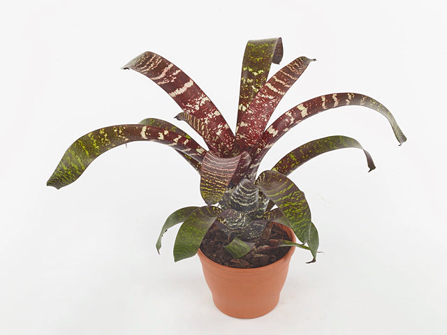 Vriesea fosteriana ‘Red Chestnut’