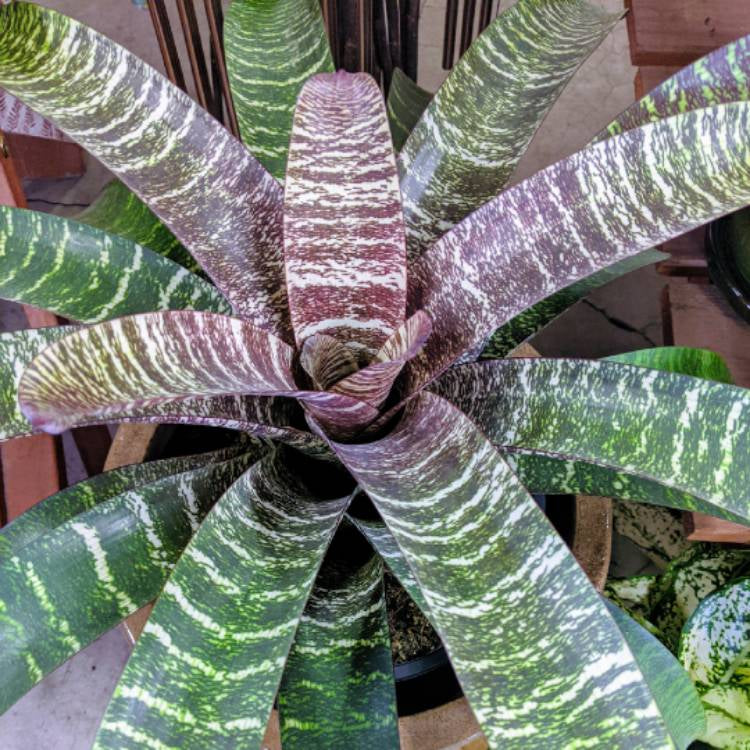 Vriesea fosteriana ‘Red Chestnut’