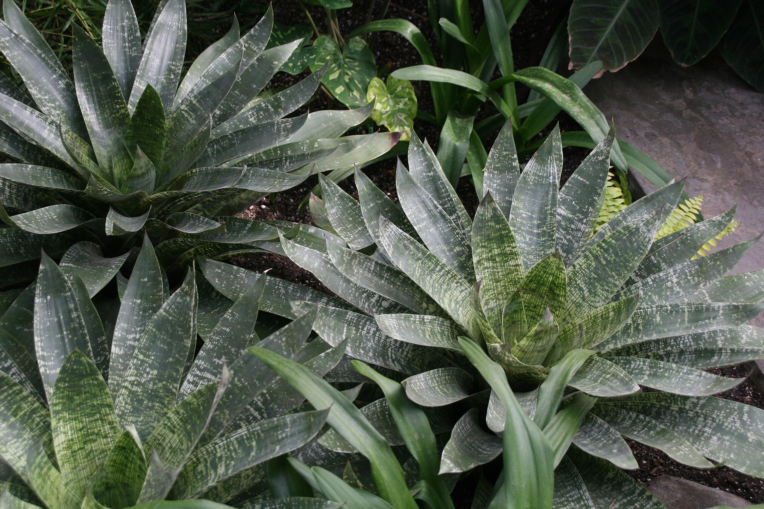 Vriesea gigantea ‘Nova’