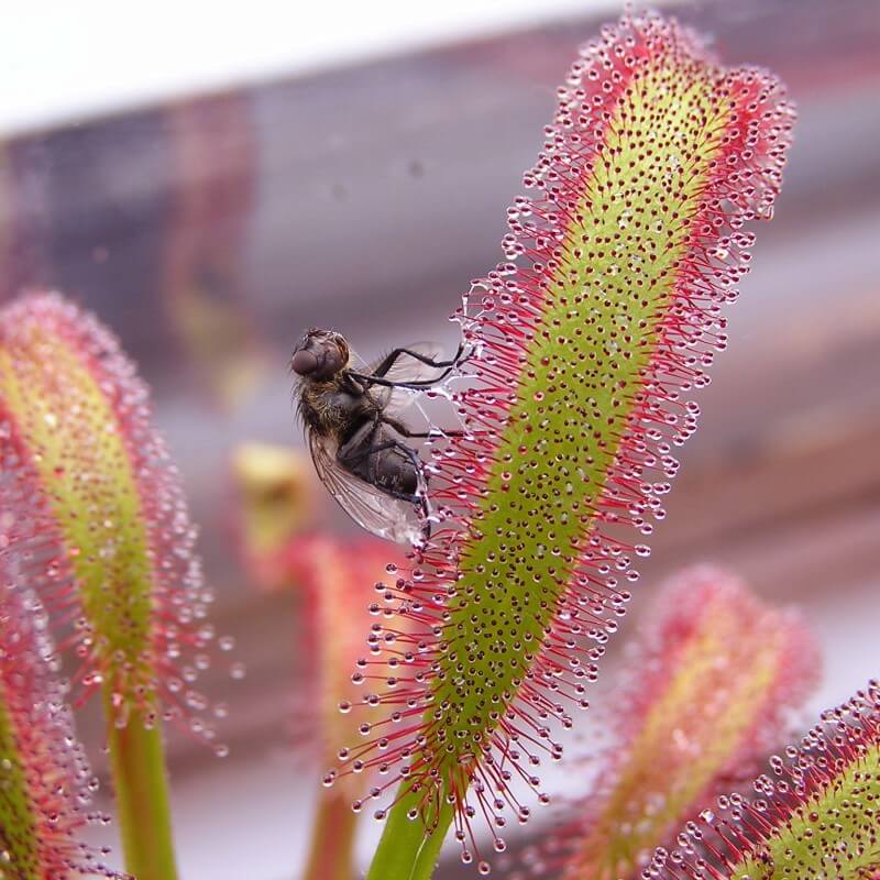 Close-up of Drosera capensis (Cape Sundew) trapping a fly on its sticky leaf, showing red dew droplets and carnivorous action.