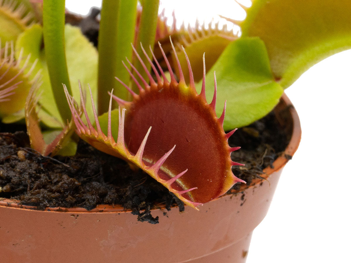 Dionaea muscipula 'Flexx'