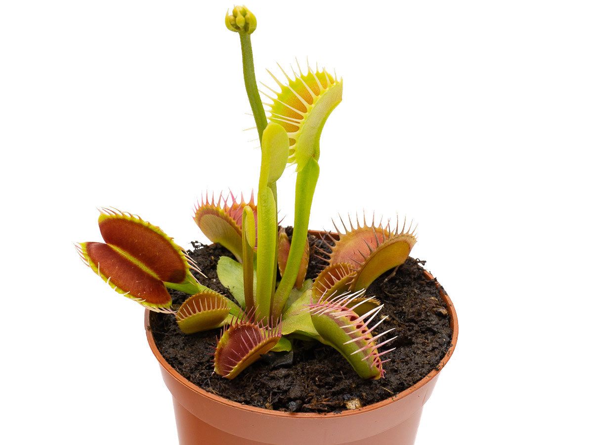 Dionaea muscipula 'Flexx'