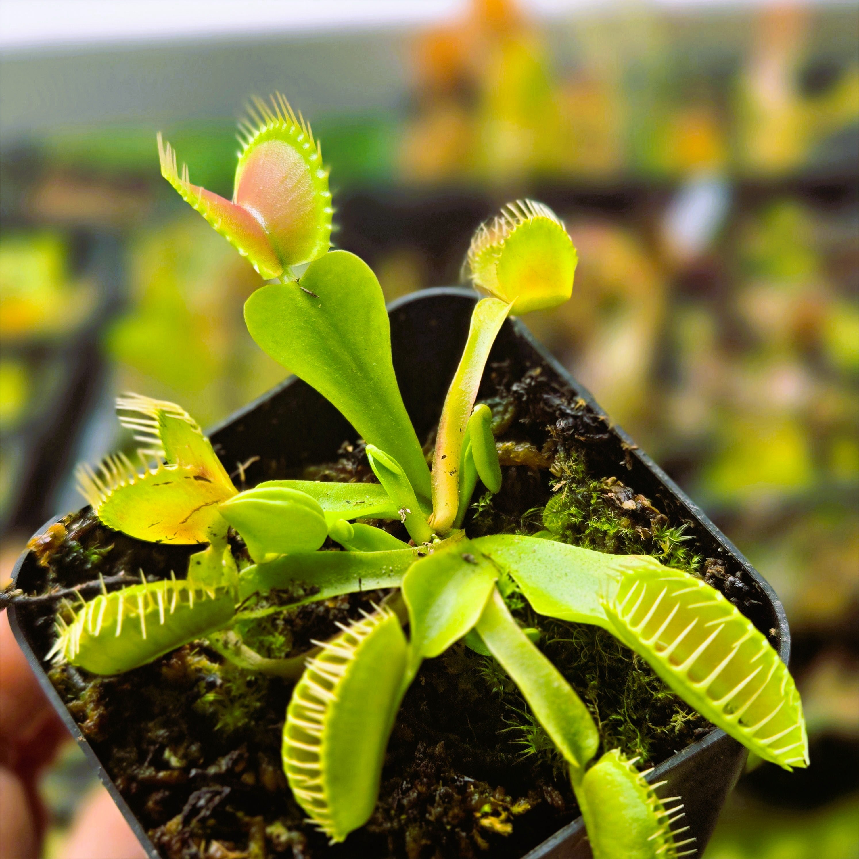 ラハイナ！！ Dionaea muscipula 'Typical' – Canadian Carnivores