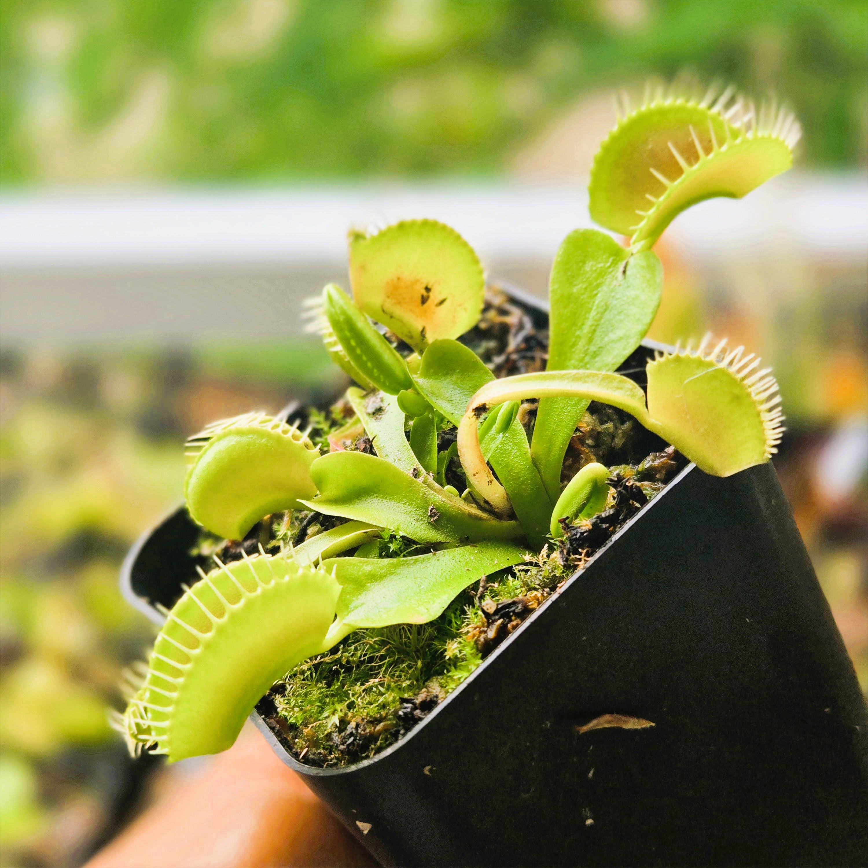 Dionaea muscipula 'Typical' – Canadian Carnivores Dionaea muscipula 'Typical' – Canadian Carnivores