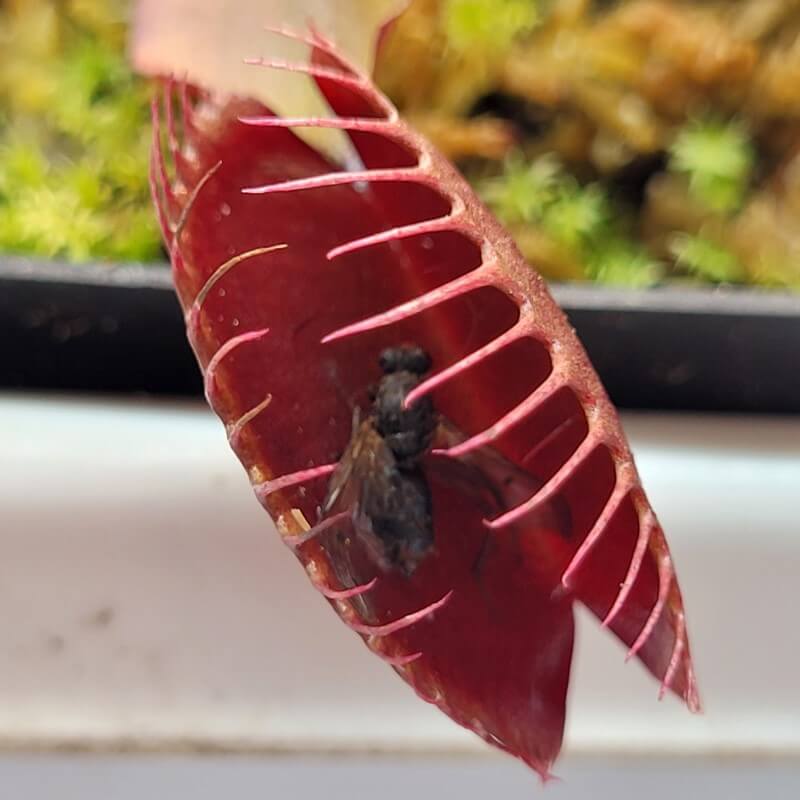 Dionaea muscipula 'Red Dragon'