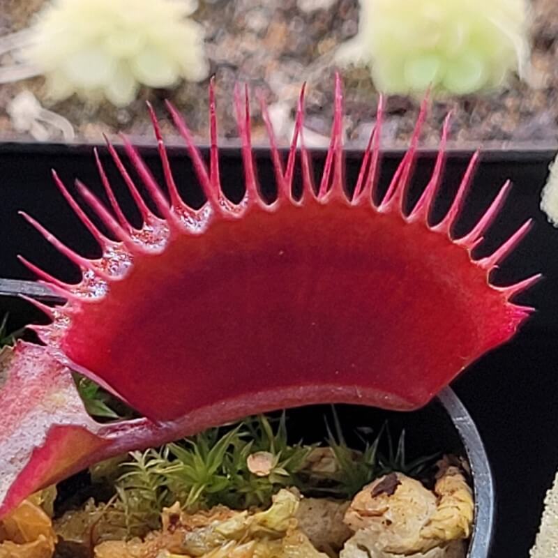 Dionaea muscipula 'Red Dragon'