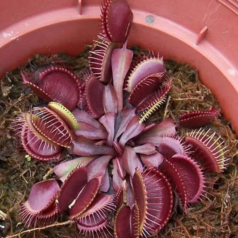 Dionaea muscipula 'Red Dragon'