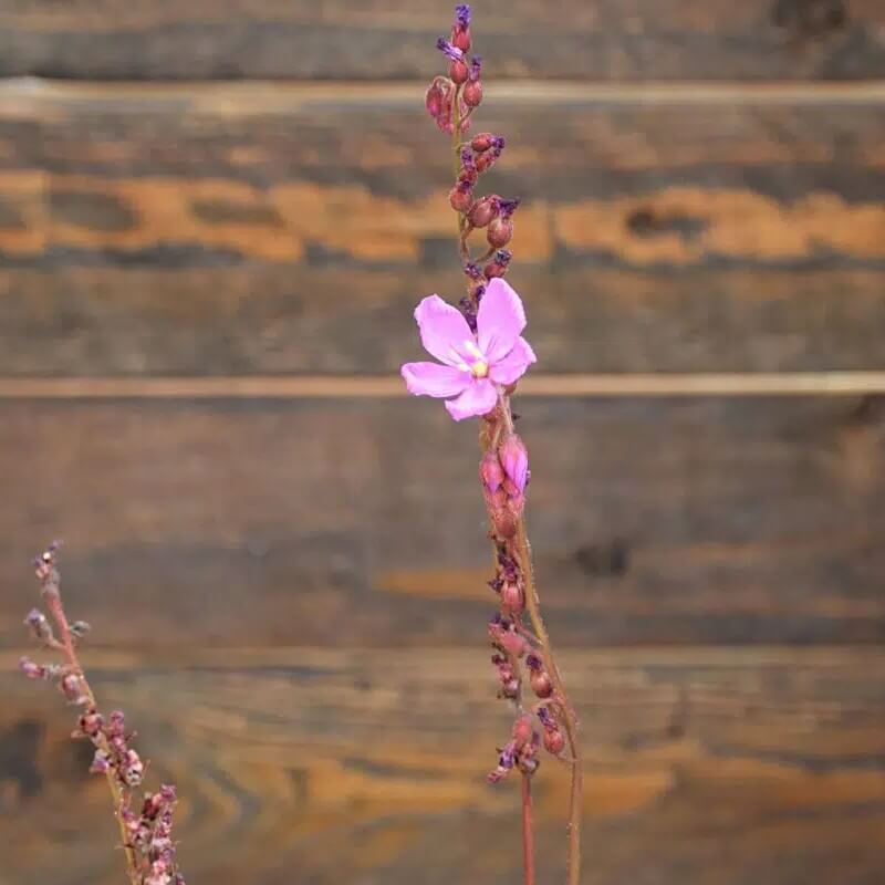 Flower stalk of Drosera capensis ‘Dark Maroon’ (Cape Sundew) with delicate white blooms above maroon leaves.