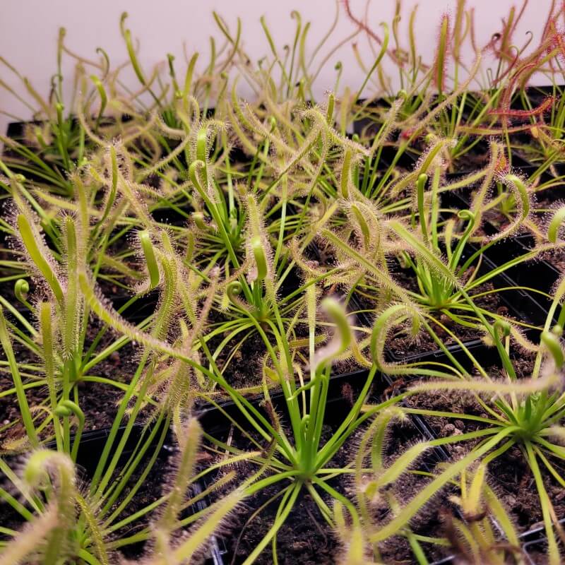 Multiple Drosera capensis Cape Sundew plants in pots, ideal beginner carnivorous plants with glistening tentacles.