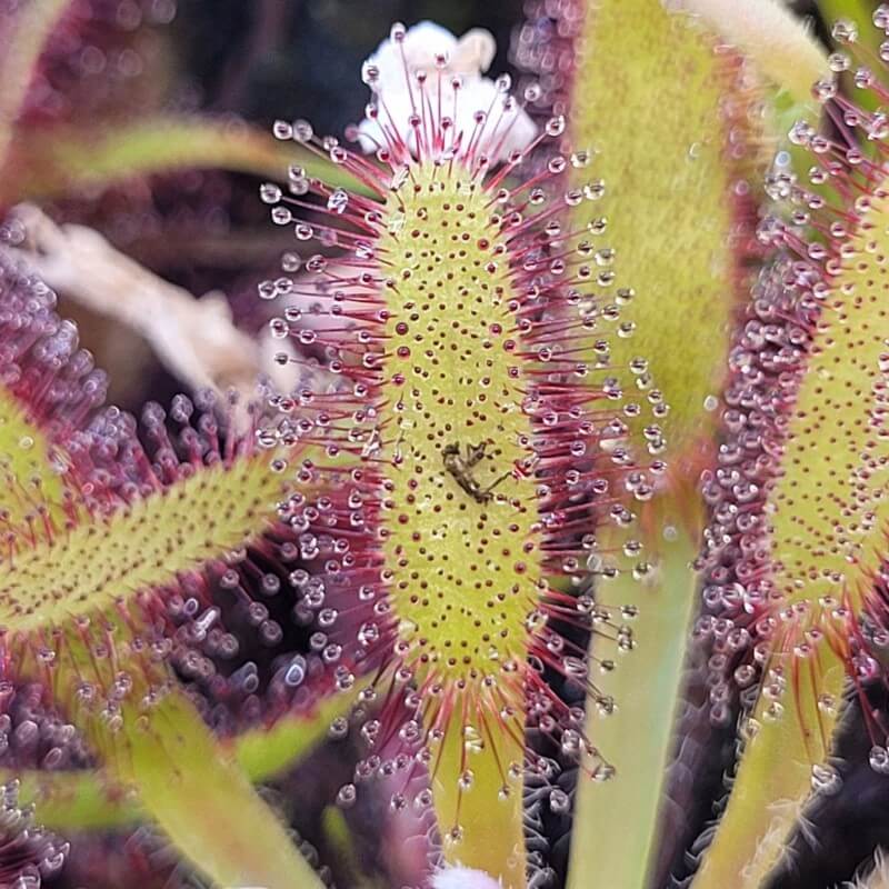 Close-up of a Cape Sundew (Drosera capensis) leaf with gnat trapped in sticky red dew droplets.